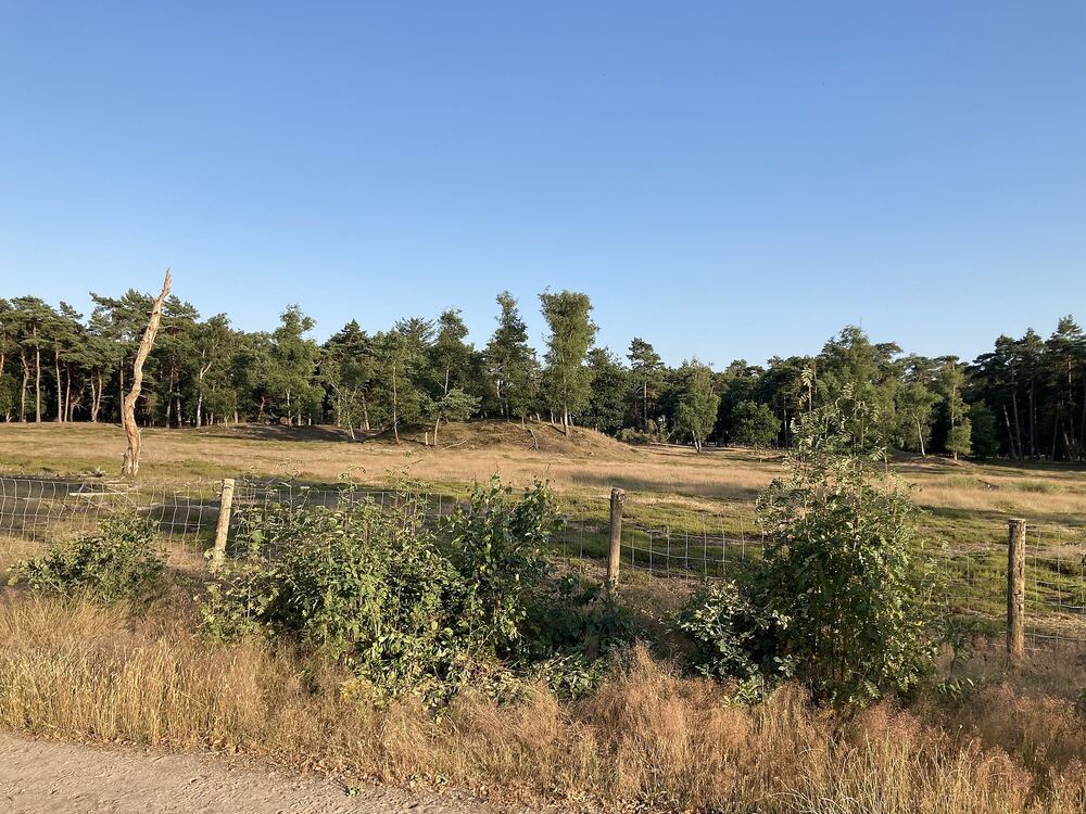 Open heide en bosrand in het Kerckebosch bij Zeist
