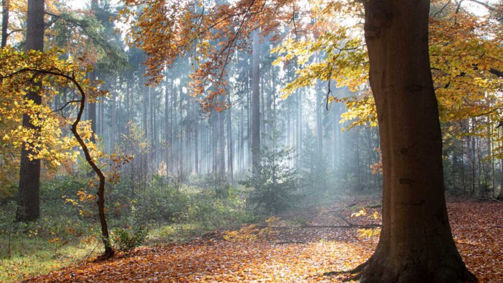 Herfstwandeling Staatsbosbeheer in Zeist