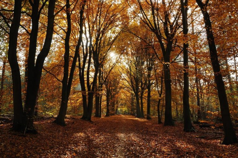 Historische wandeling Staatsbosbeheer — natuur in Zeist