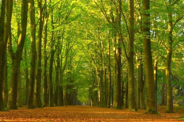 Mindful wandelen — natuur in Zeist