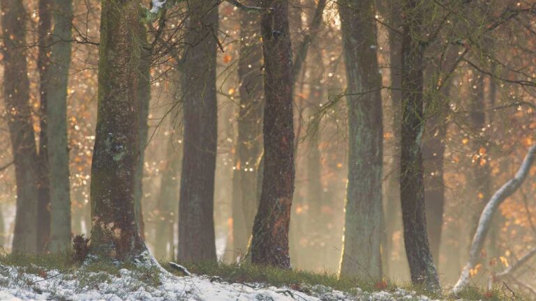 Midwinterwandeling Staatsbosbeheer — natuur in Zeist